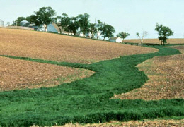 Green field with trees