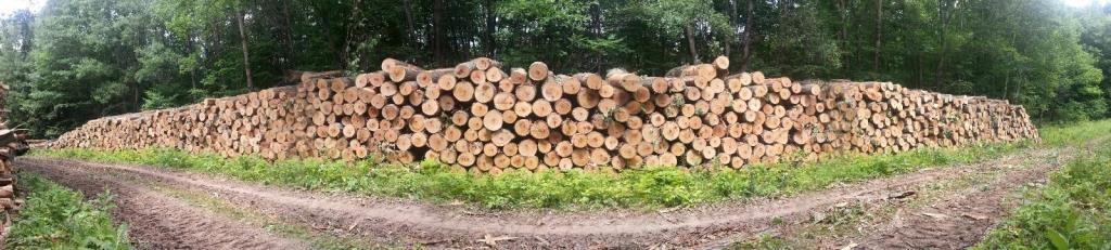 Log pile from ATV trail off Forest Road 3